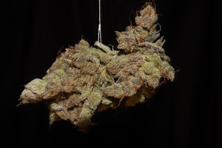 BubbleGum, RainbowSherbert, SkunkBreath. Week 18