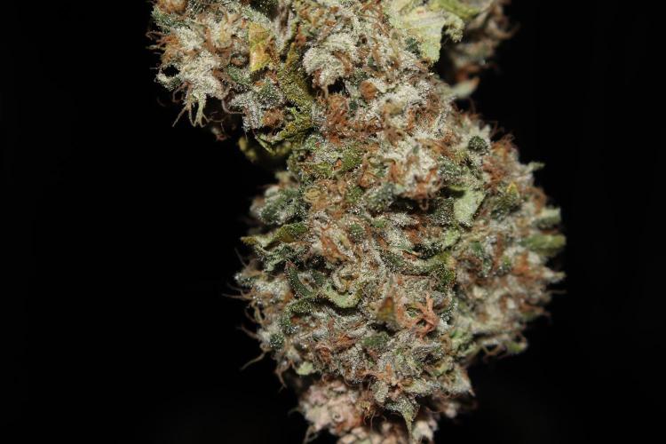 BubbleGum, RainbowSherbert, SkunkBreath. Week 20