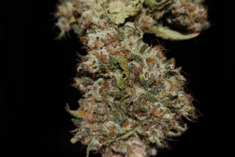 BubbleGum, RainbowSherbert, SkunkBreath. Week 20