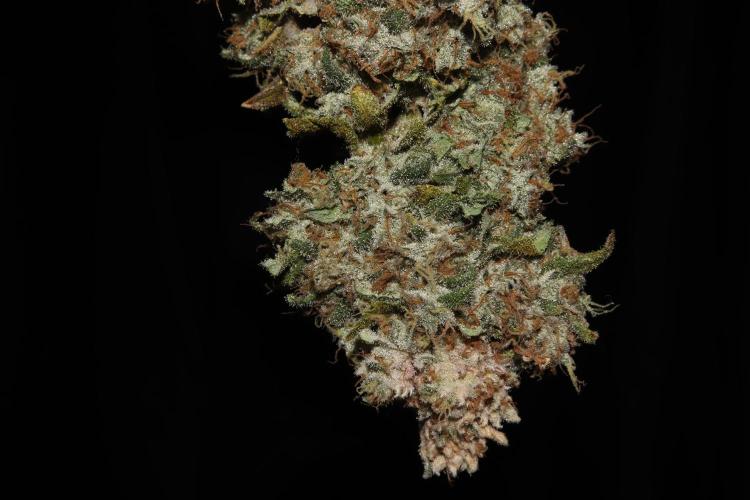 BubbleGum, RainbowSherbert, SkunkBreath. Week 20