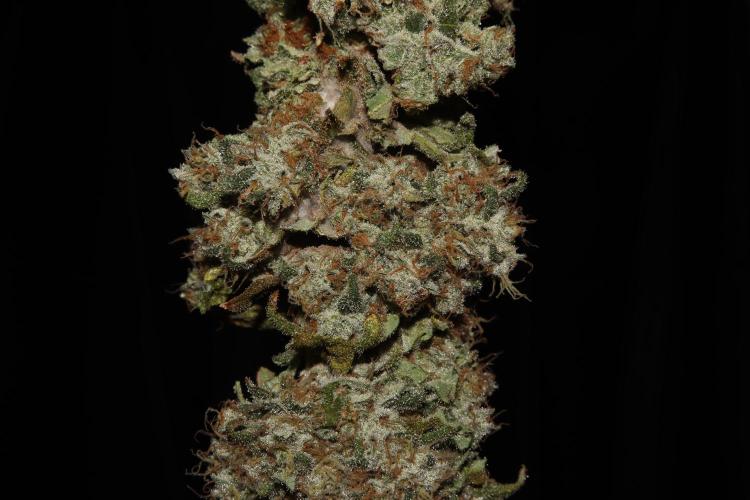 BubbleGum, RainbowSherbert, SkunkBreath. Week 20