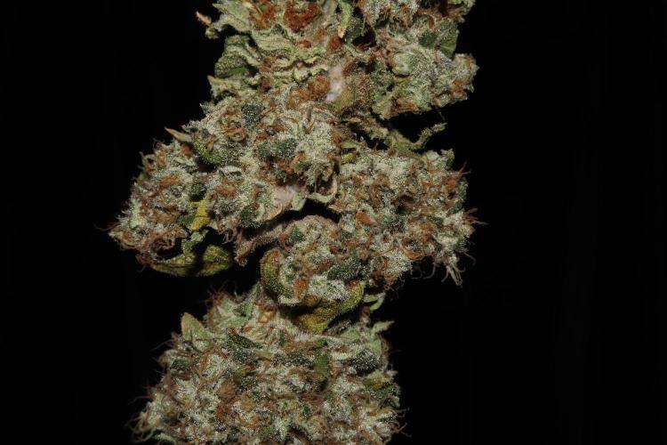 BubbleGum, RainbowSherbert, SkunkBreath. Week 20