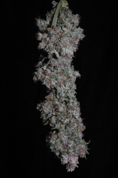 BubbleGum, RainbowSherbert, SkunkBreath. Week 20