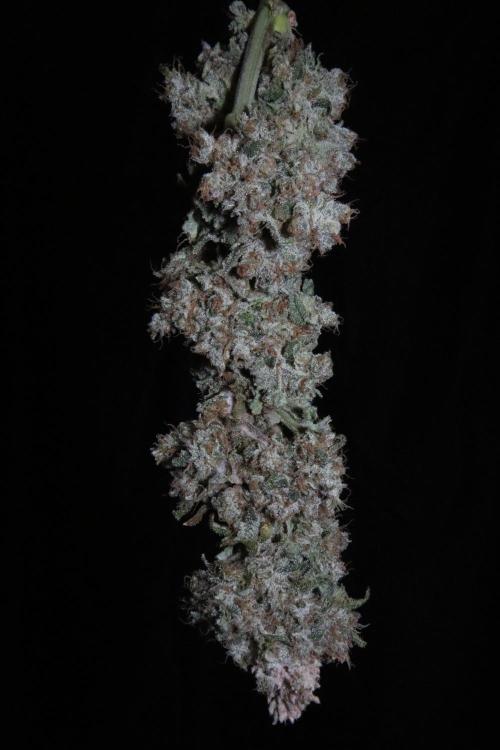 BubbleGum, RainbowSherbert, SkunkBreath. Week 20