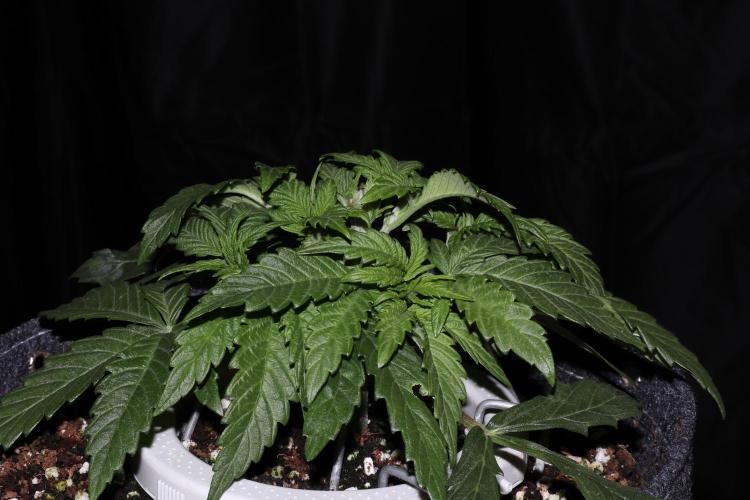 Zamnesia Black Diamond Auto. Week 5