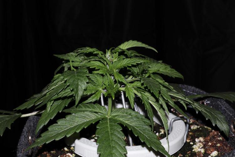 Zamnesia Black Diamond Auto. Week 5