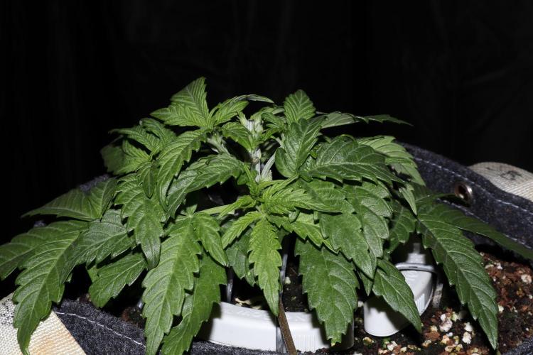 Zamnesia Black Diamond Auto. Week 5