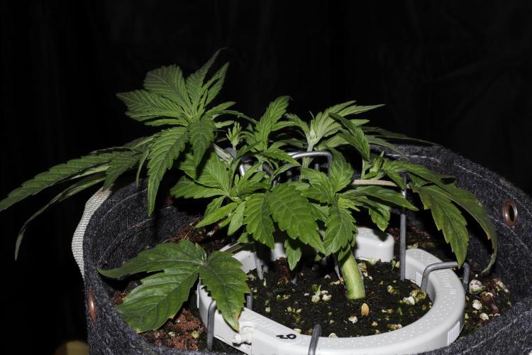 FB AK Auto. Week 5 - p1