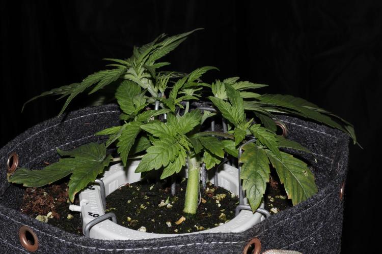 FB AK Auto. Week 5 - p1