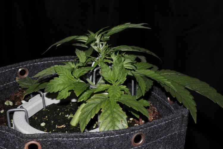 FB AK Auto. Week 5 - p1