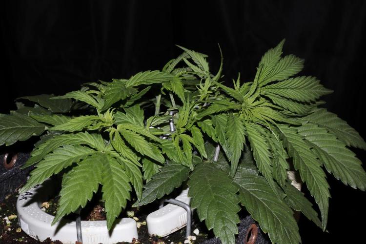 FB AK Auto. Week 5 - p2