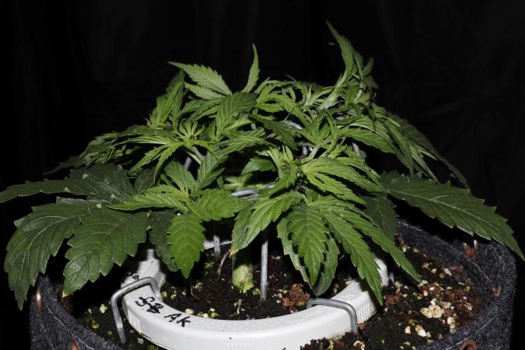 FB AK Auto. Week 5 - p2