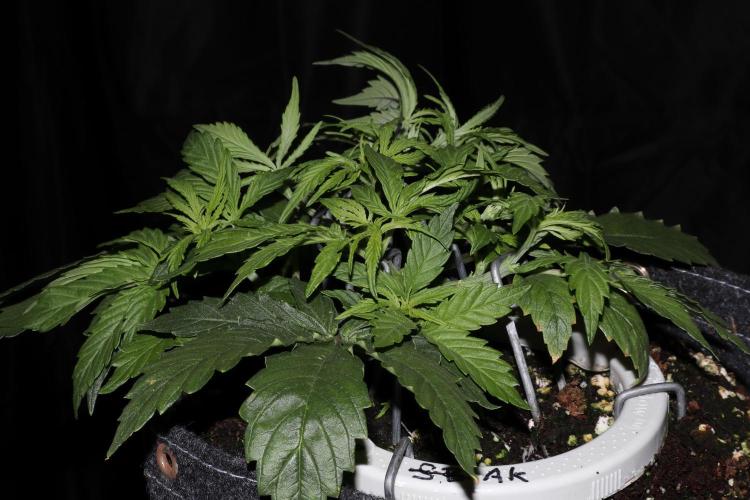 FB AK Auto. Week 5 - p2