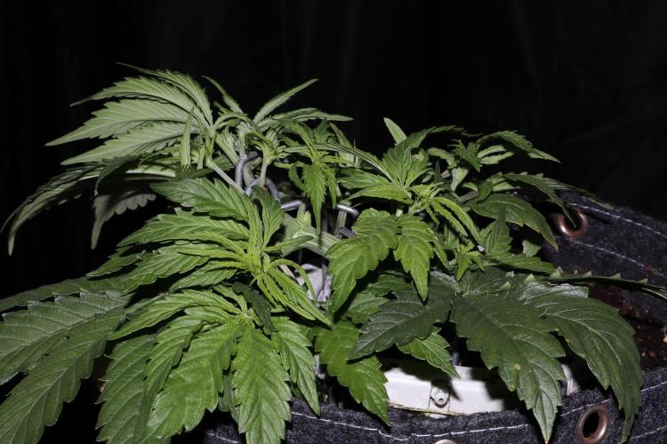 FB AK Auto. Week 5 - p2