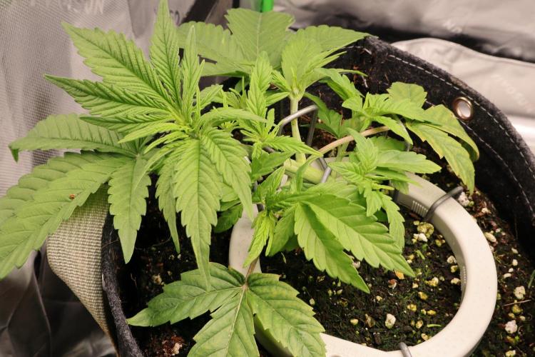 FB AK Auto. Week 5 - p1