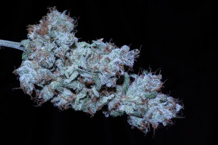 BubbleGum, RainbowSherbert, SkunkBreath. Week 20