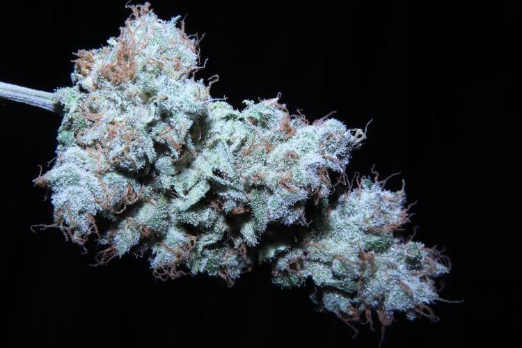 BubbleGum, RainbowSherbert, SkunkBreath. Week 20