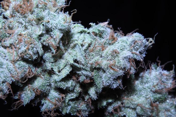 BubbleGum, RainbowSherbert, SkunkBreath. Week 20