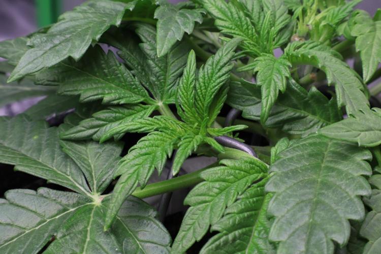 Zamnesia Black Diamond Auto. Week 5