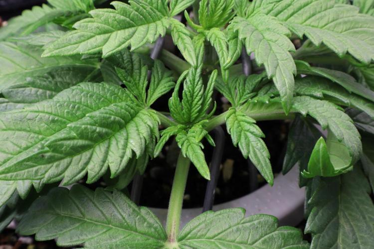 Zamnesia Black Diamond Auto. Week 5