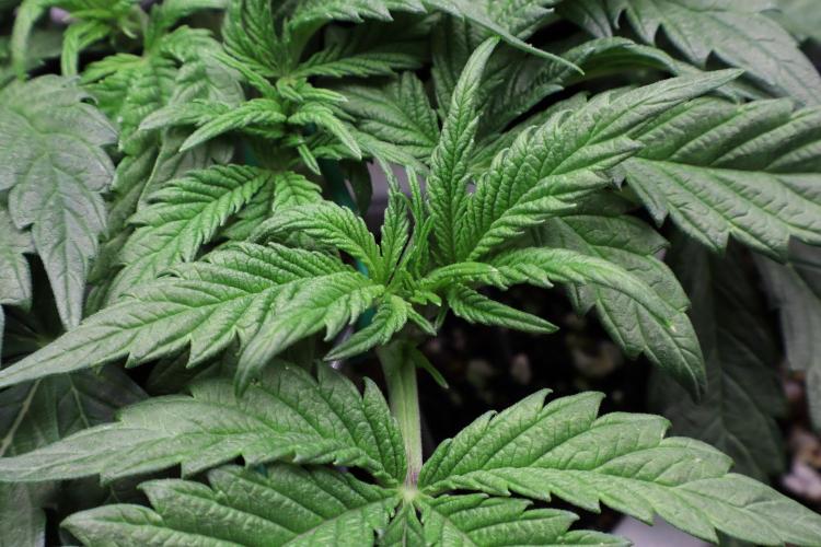 Zamnesia Black Diamond Auto. Week 6