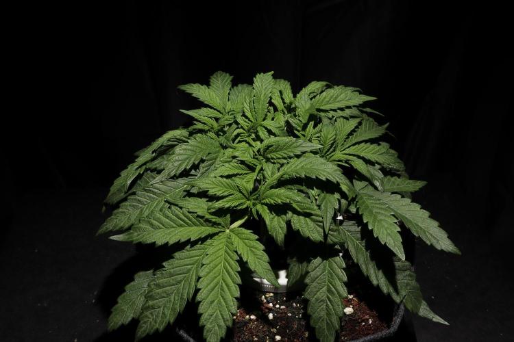 Zamnesia Black Diamond Auto. Week 6