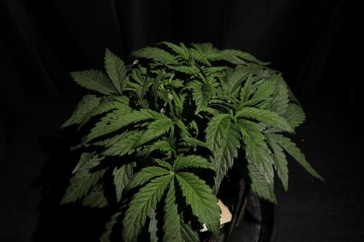 Zamnesia Black Diamond Auto. Week 6