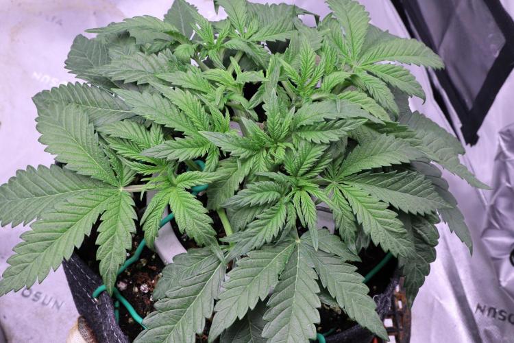 Zamnesia Black Diamond Auto. Week 6