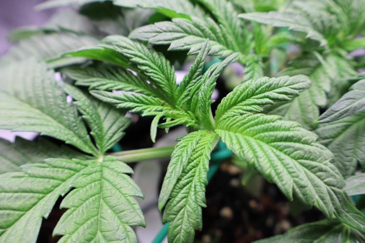 Zamnesia Black Diamond Auto. Week 6