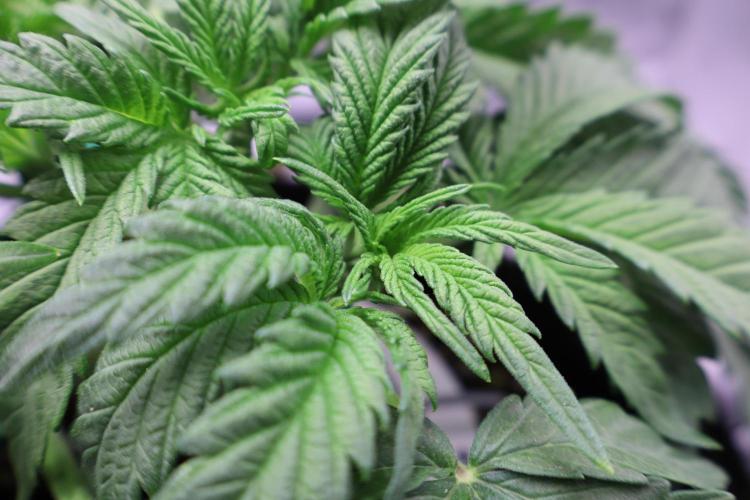 Zamnesia Black Diamond Auto. Week 6