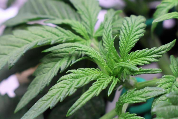 Zamnesia Black Diamond Auto. Week 6