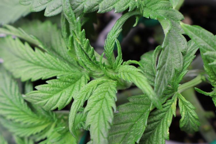 Zamnesia Black Diamond Auto. Week 6