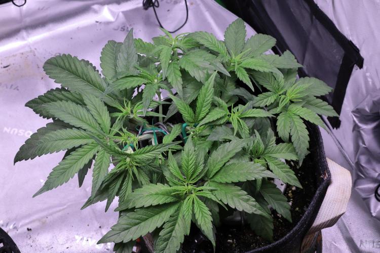 FB AK Auto. Week 6