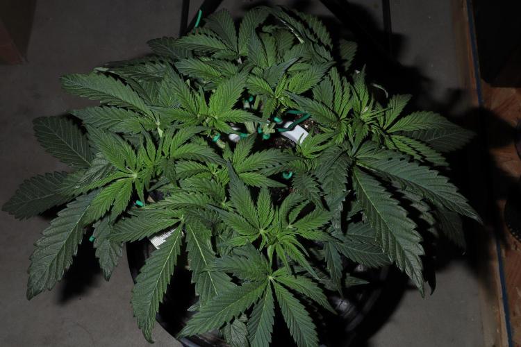 Zamnesia Black Diamond Auto. Week 7