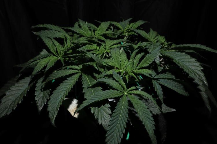 Zamnesia Black Diamond Auto. Week 7