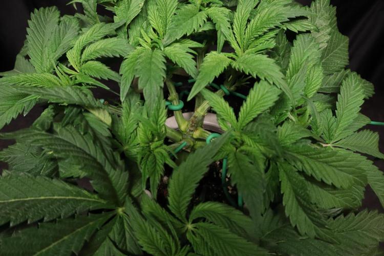 Zamnesia Black Diamond Auto. Week 7