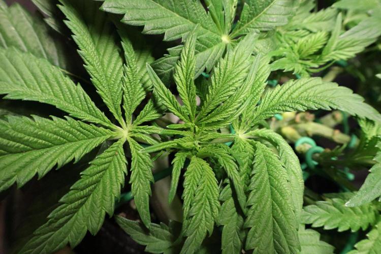 Zamnesia Black Diamond Auto. Week 7