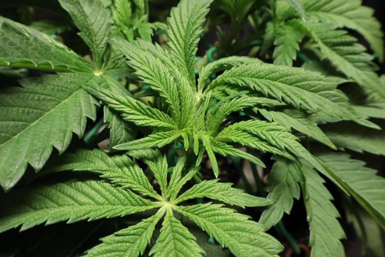 Zamnesia Black Diamond Auto. Week 7