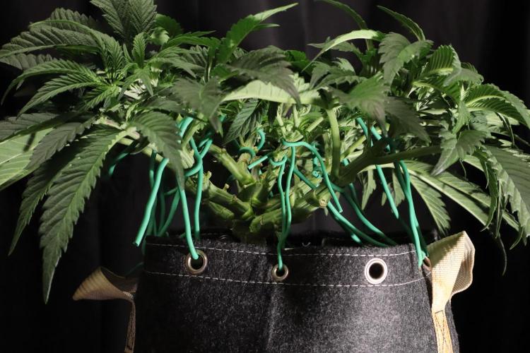 Zamnesia Black Diamond Auto. Week 8