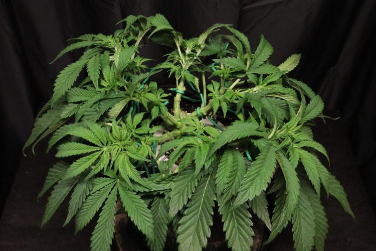 Zamnesia Black Diamond Auto. Week 8