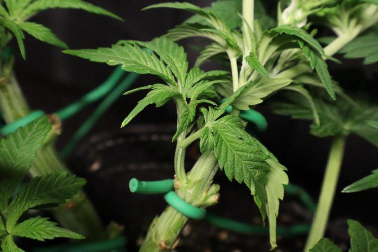 Zamnesia Black Diamond Auto. Week 8