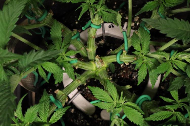 Zamnesia Black Diamond Auto. Week 8