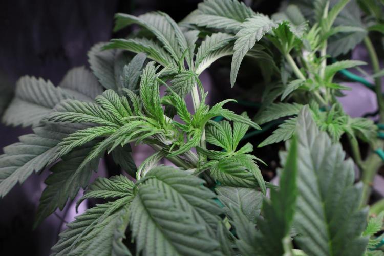 Zamnesia Black Diamond Auto. Week 8