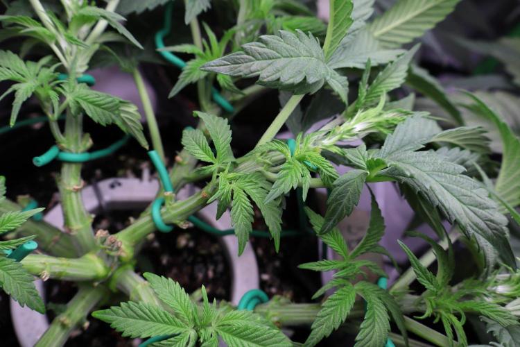 Zamnesia Black Diamond Auto. Week 8