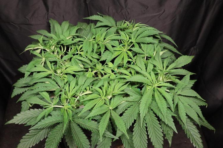 Zamnesia Black Diamond Auto. Week 9