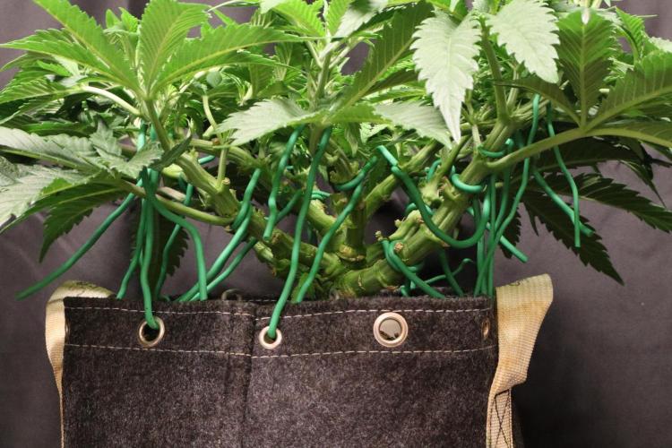 Zamnesia Black Diamond Auto. Week 9