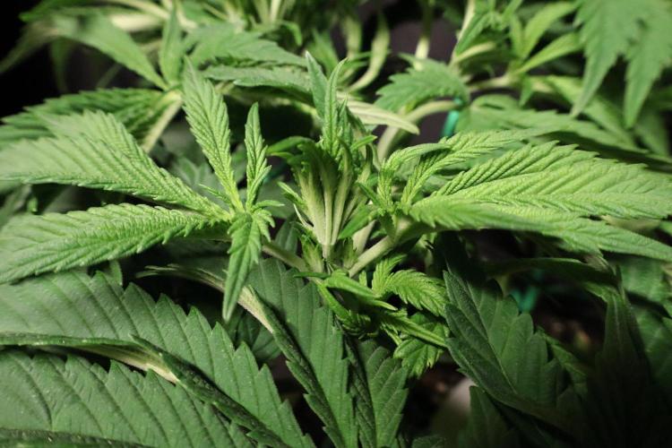 Zamnesia Black Diamond Auto. Week 9