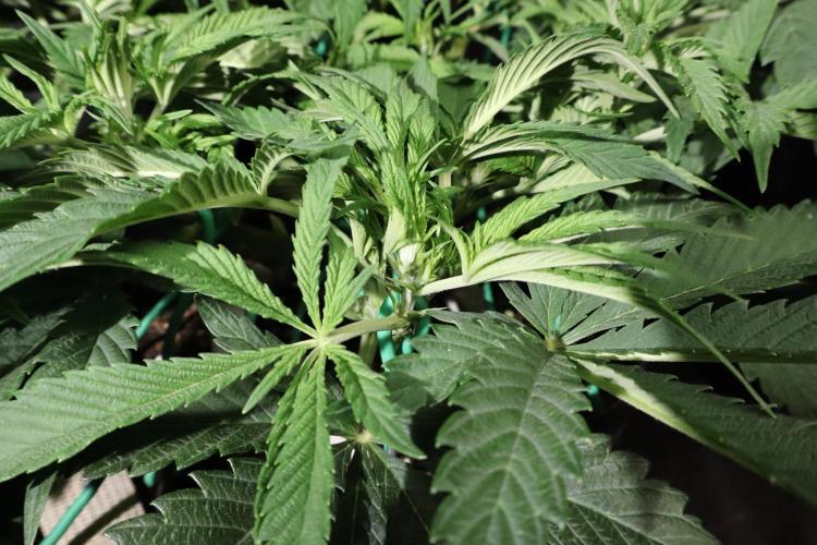 Zamnesia Black Diamond Auto. Week 9