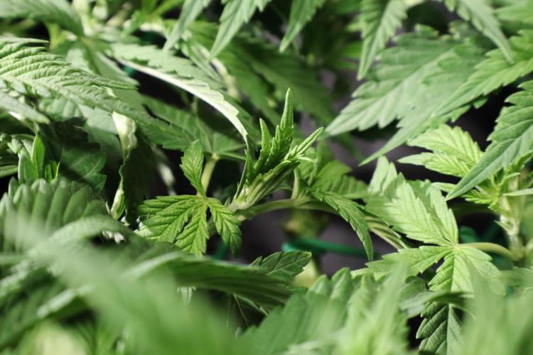 Zamnesia Black Diamond Auto. Week 9