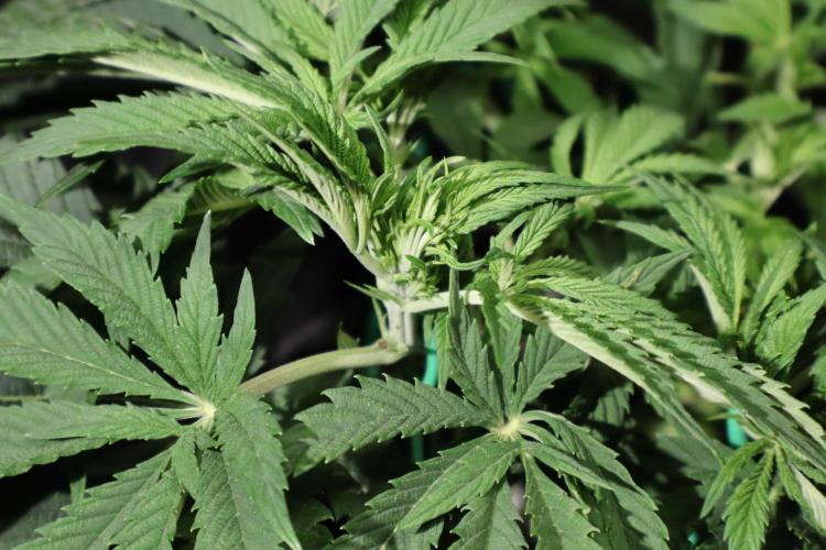 Zamnesia Black Diamond Auto. Week 9